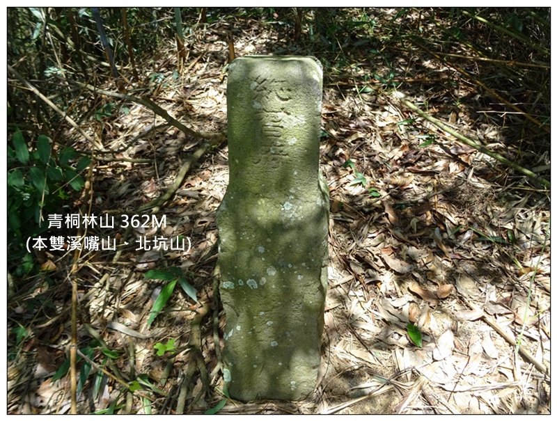 青桐林山(本雙溪嘴山、北坑山)封面圖