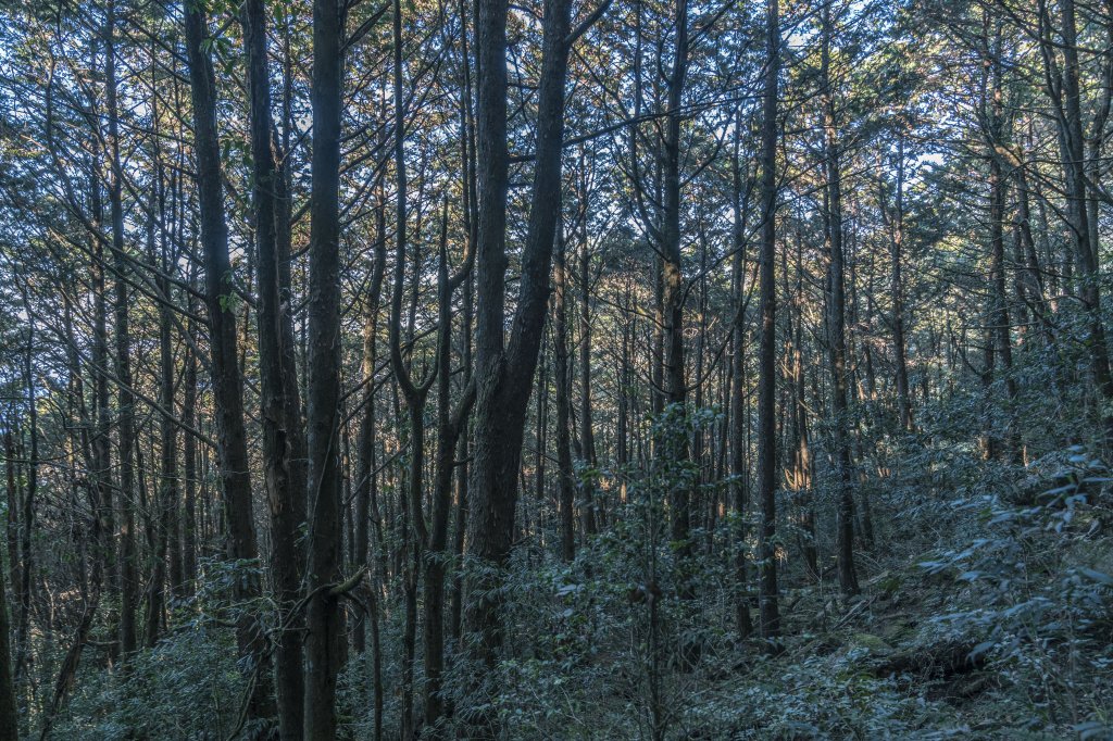 20221222稍來山_1964839