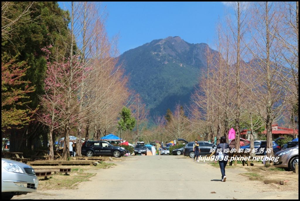 武陵農場捉住紅粉佳人的浪漫尾巴_283764