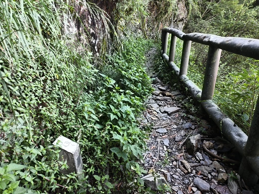 [玉山尋寶任務-07/12] 2025_0824 八通關雲龍瀑布步道_2870695