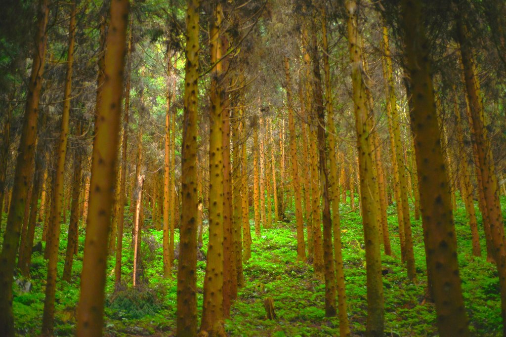 向天湖山步道 (大 O：含三角湖山、光天高山)_2664925