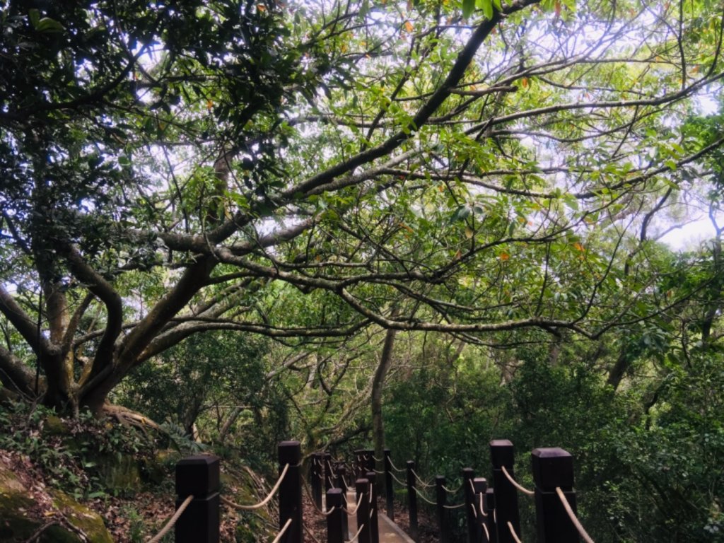 大坑6.7.10號封面圖