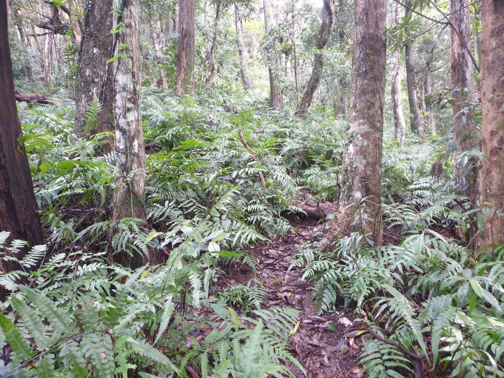 20221218金牌縱走_1995514