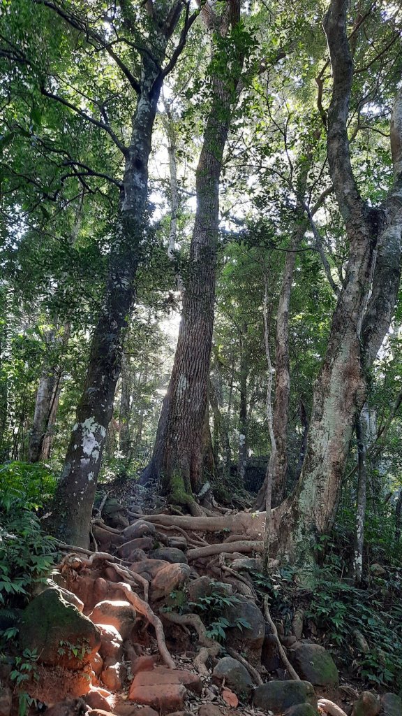 《新竹》斷崖神木｜北得拉曼步道小P繞20251017_2917459