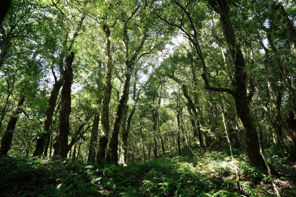 新北 烏來 山車廣山、檜山_2567377