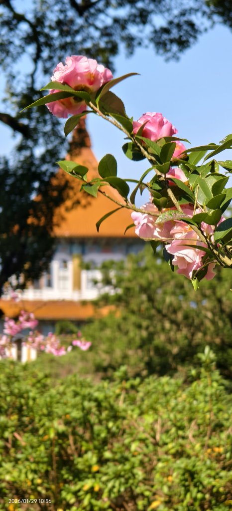 天元宮了嗎？2/3&10_2992576