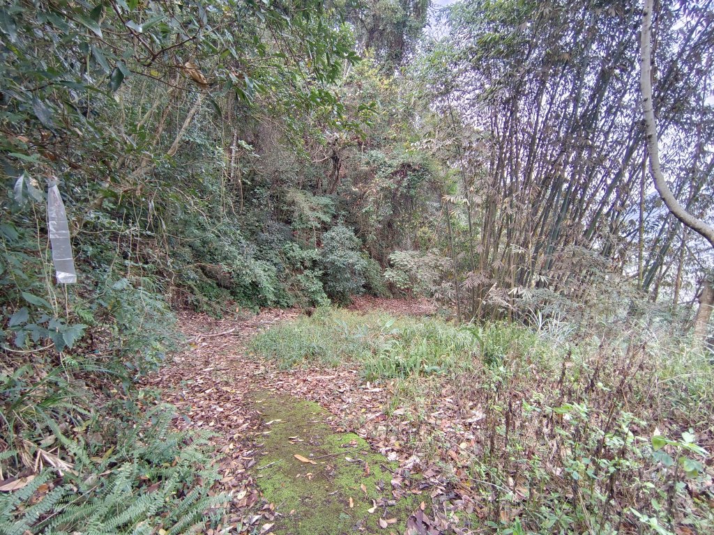 南松鶴登八仙山（113年1月）_2409955