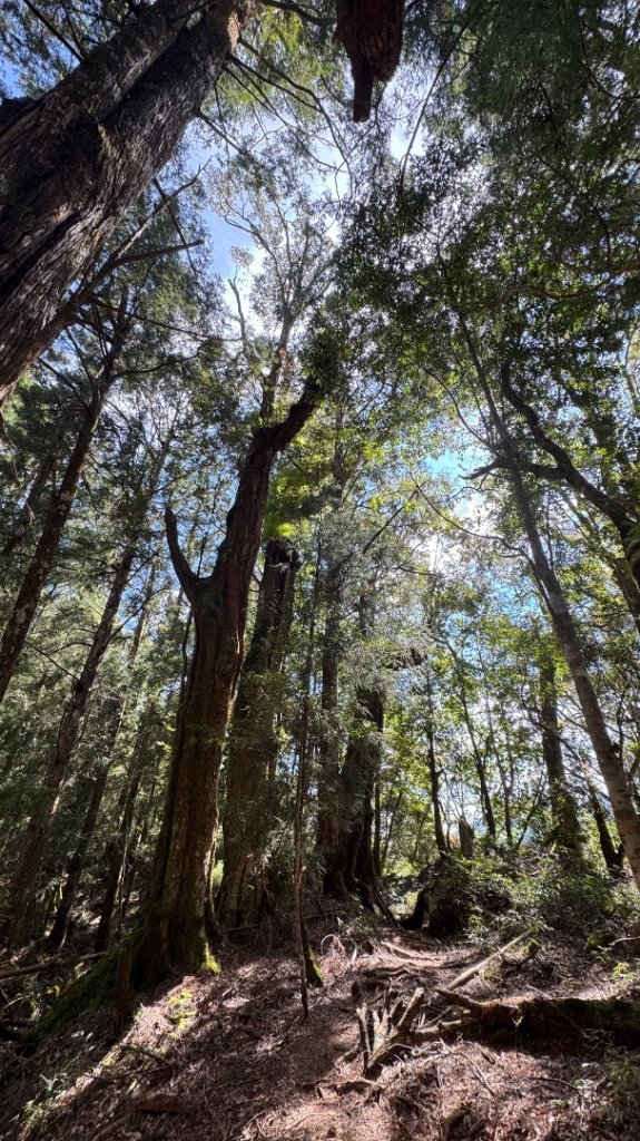 水漾森林+瞑月神木_2768872