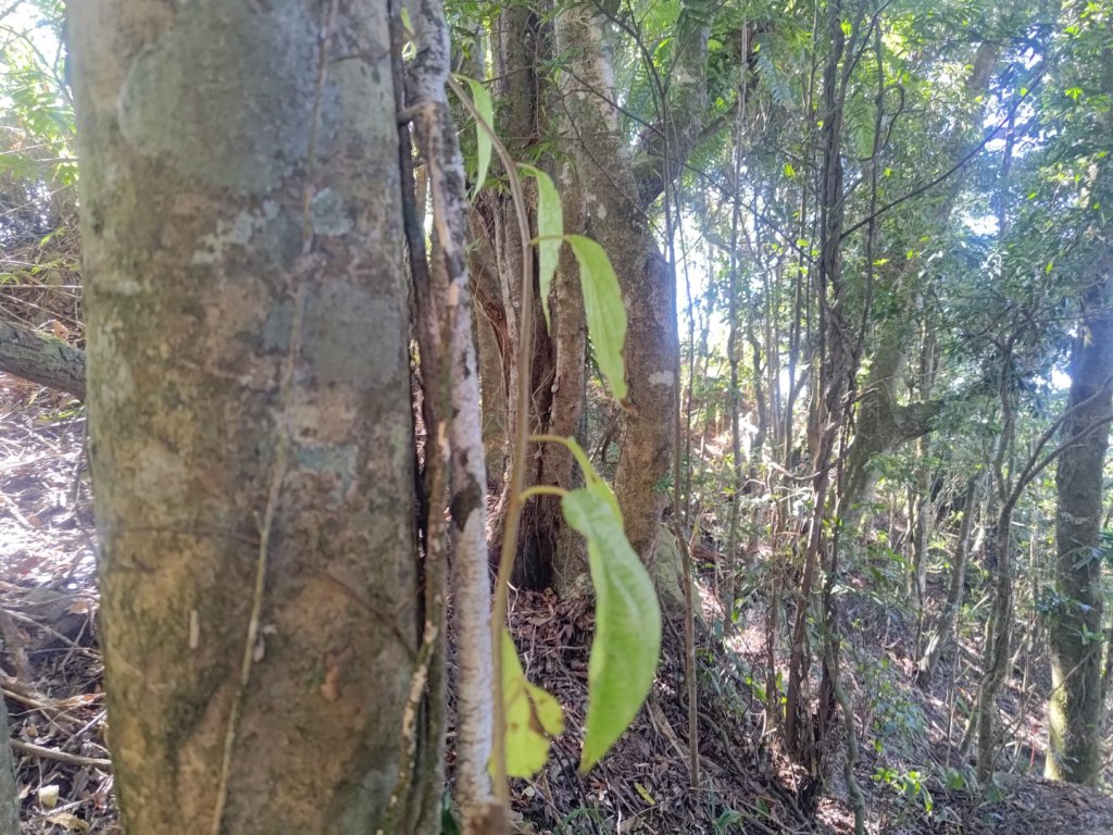 幾阿佐名山_2664497