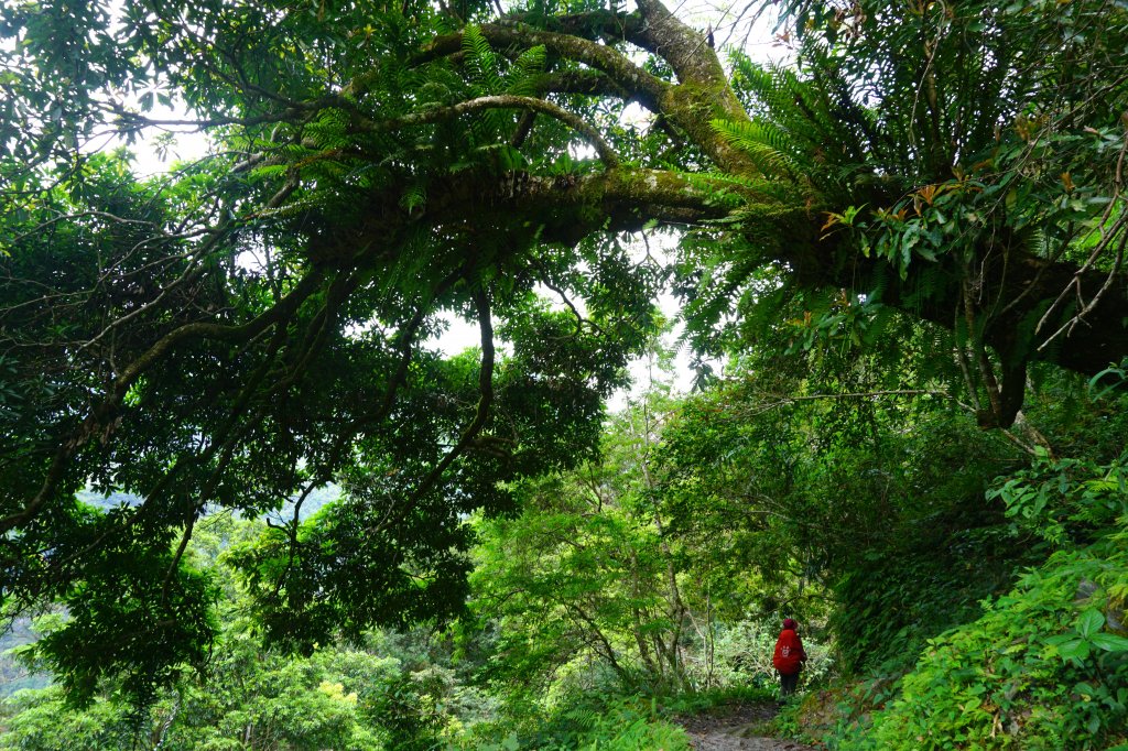 蕨之道~春遊瓦拉米_563127