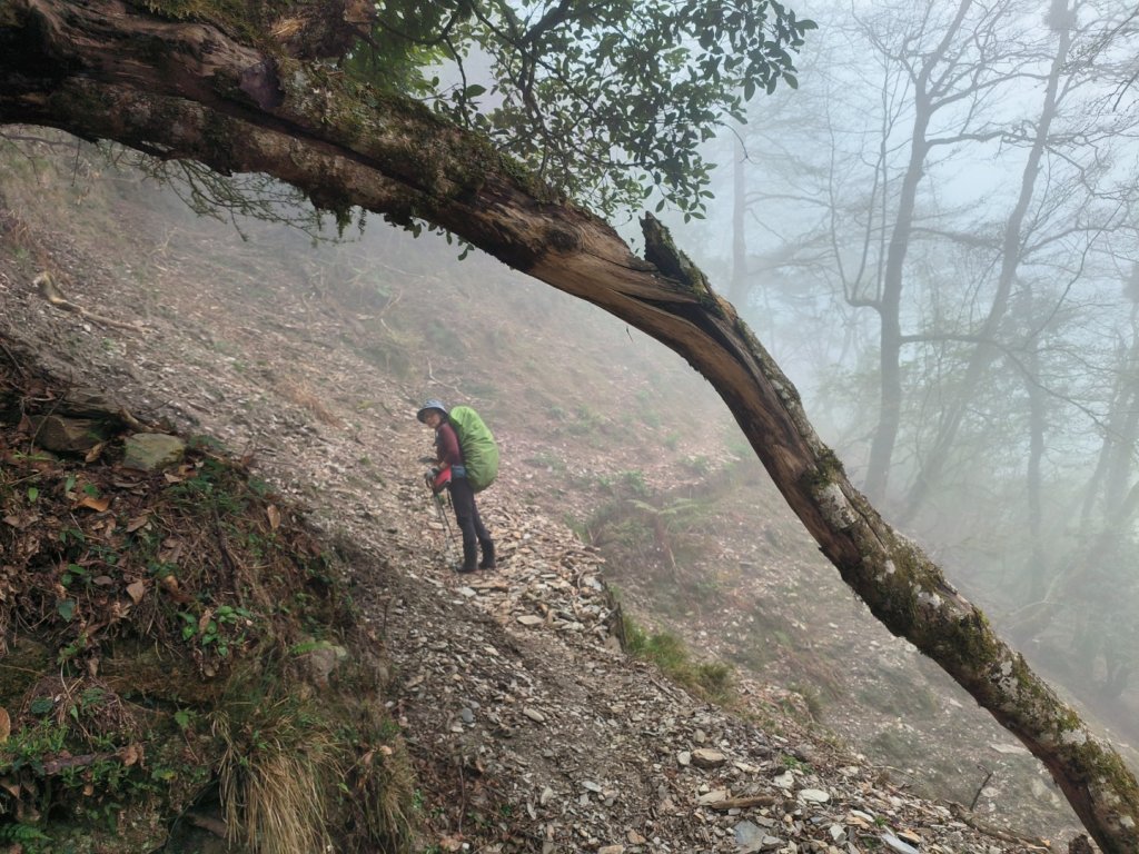 20240316 馬博8天縱走~第一天，東埔登山口到觀高工作站_2470735