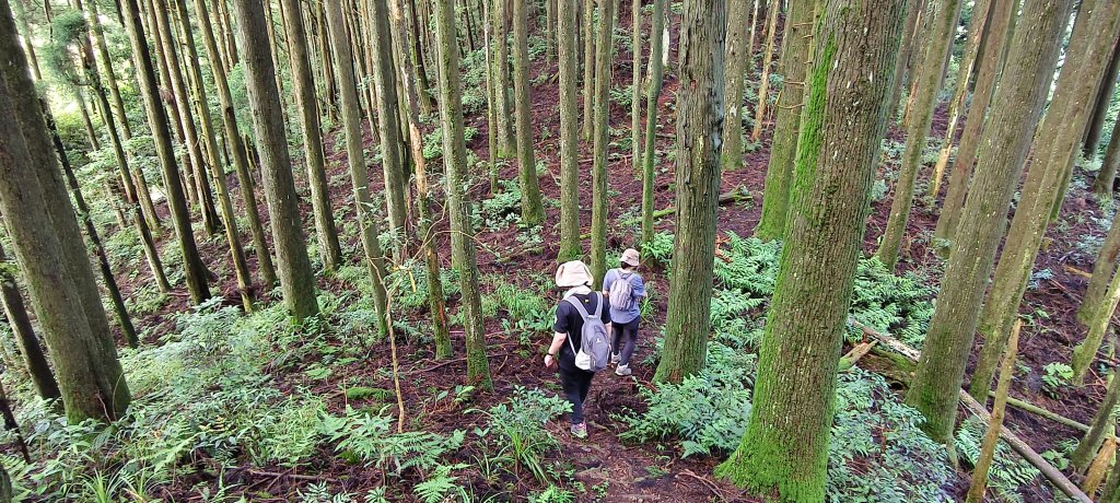 2025/06/07-鳥嘴山步道_2805982