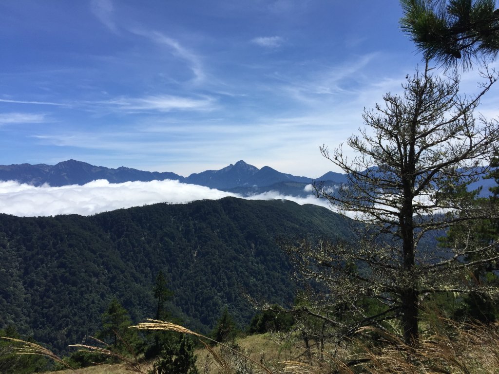 武陵四秀(2015四缺喀_2019喀桃)_689456