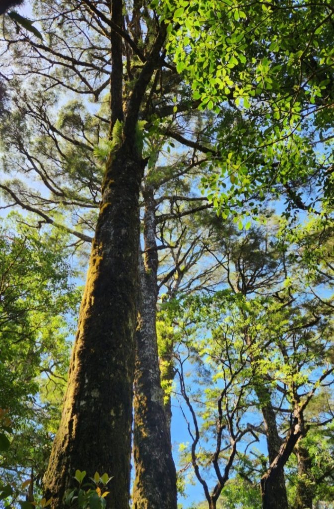 【中級山】是誰，在森林裡施放了魔法與巫術，幽靈草，如此魅惑，魔幻森林塔曼山_2743684