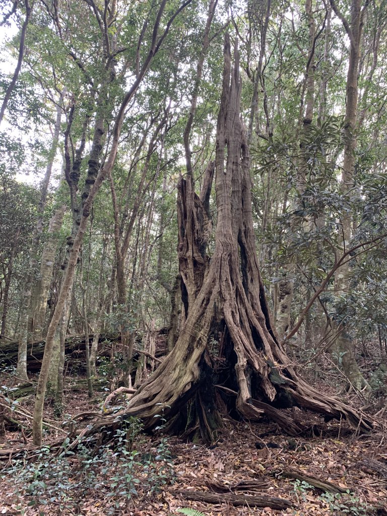 【谷關七雄】蝶夢八唐  遊山玩水_871405