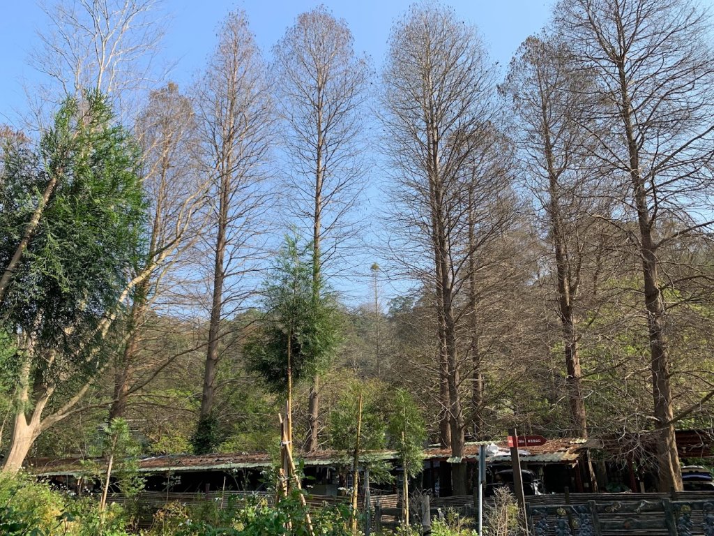 十二寮登山步道20230228_2045380