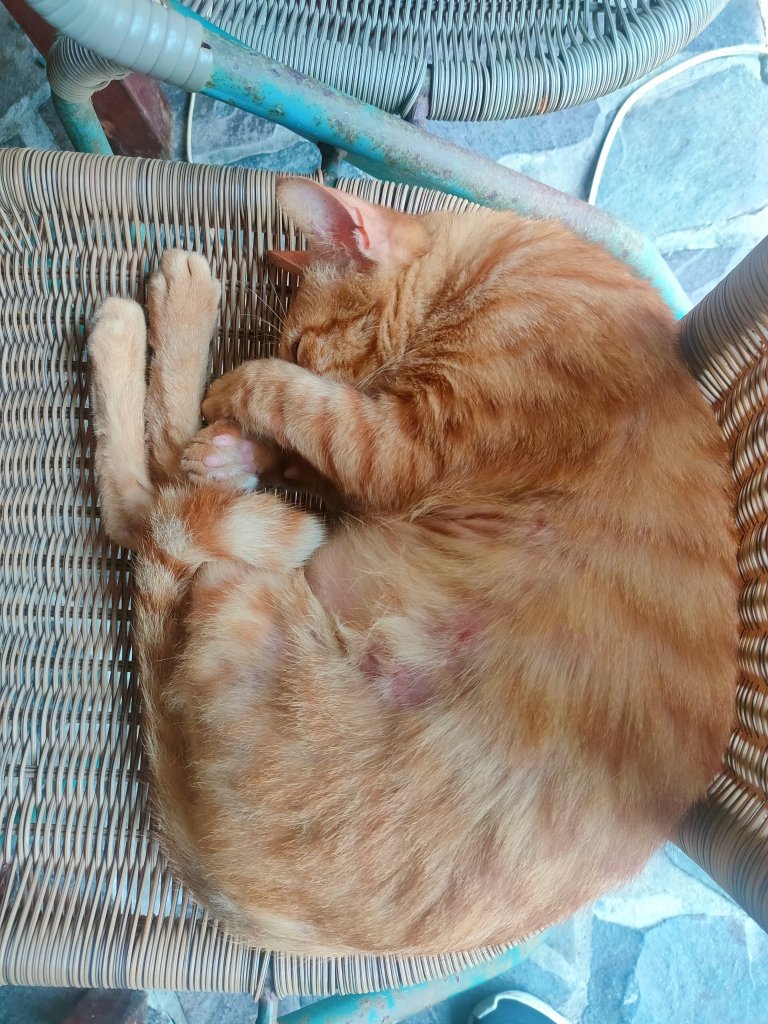 茶香環狀步道群（小天空、健康、壺穴步道、茶展中心步道）_2135885