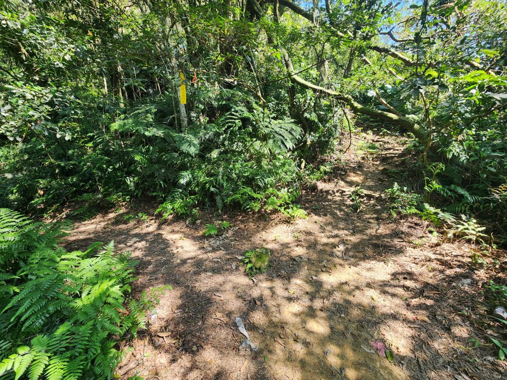 20250323慈湖草嶺山 ~ 五寮尖_2781031