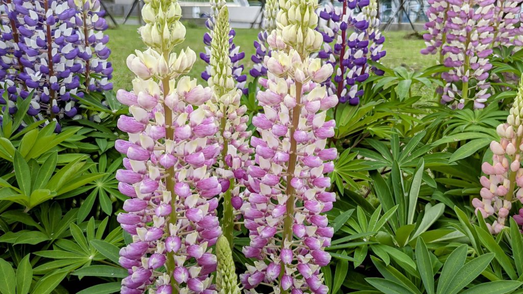 《西江月。魯冰花艷台大》_2725793