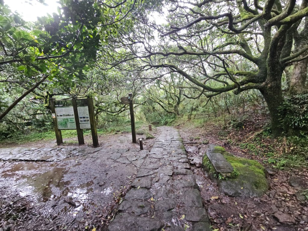 2025臺北大縱走第二段：二子坪至小油坑_2973509