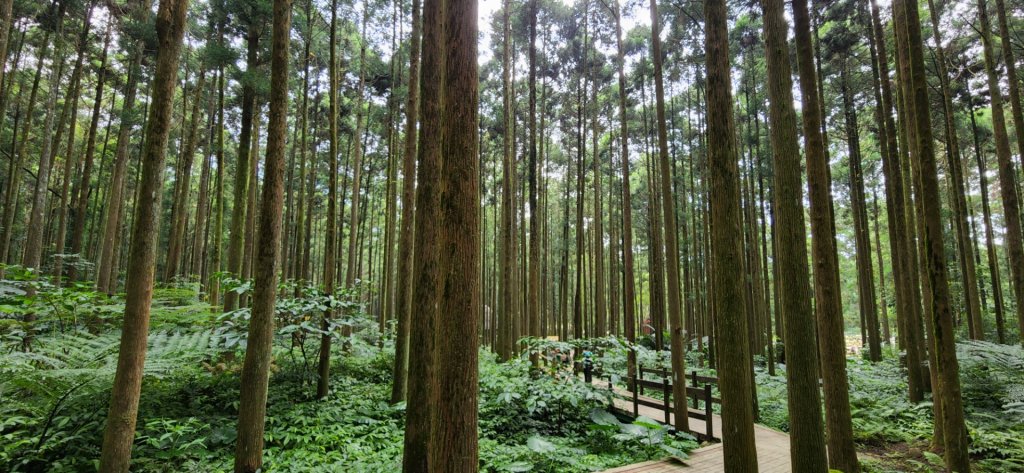 馬武督探索森林，峨眉湖環湖步道，十二寮登山步道，新竹枕頭山（中山公園），竹東森林公園_1824620