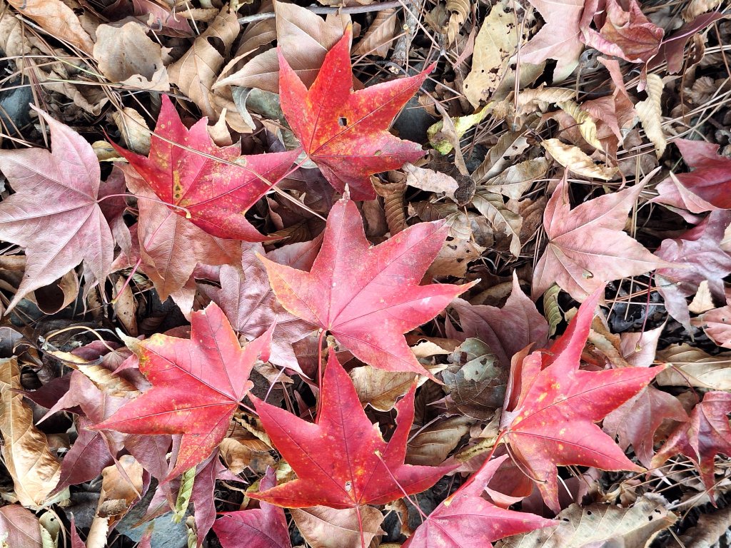 雪見駐在所+雪見山20251225_2971638