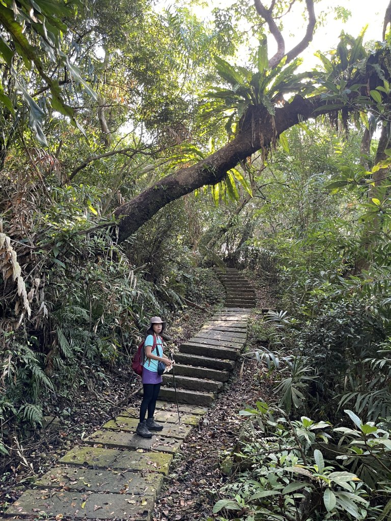 草嶺古道-大溪線-桃源谷-虎字碑-草嶺古道-福隆 20240909_2591648