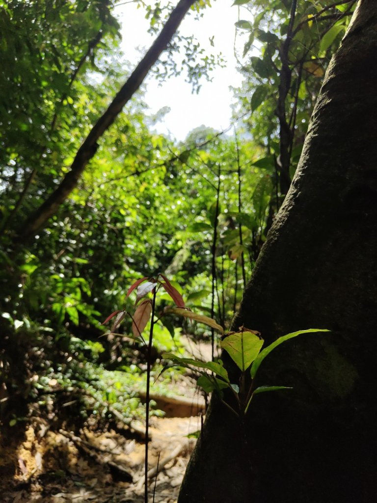 2023.08.26 草湳登二格山_2468949