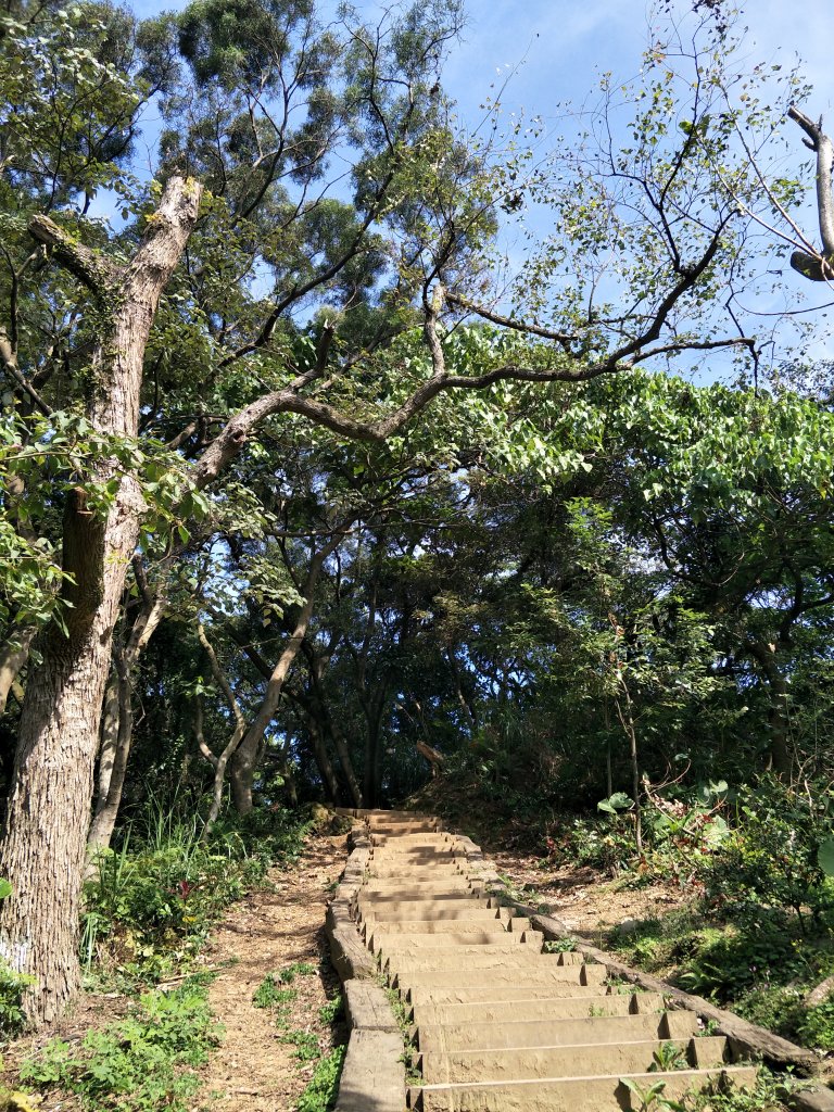 2020 03 16 樹林大棟山_881435