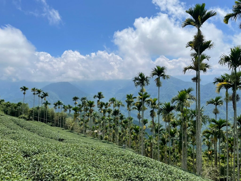 220820-挑筍古道(後棟仔山、小百岳#056雲嘉大尖山)_1834554