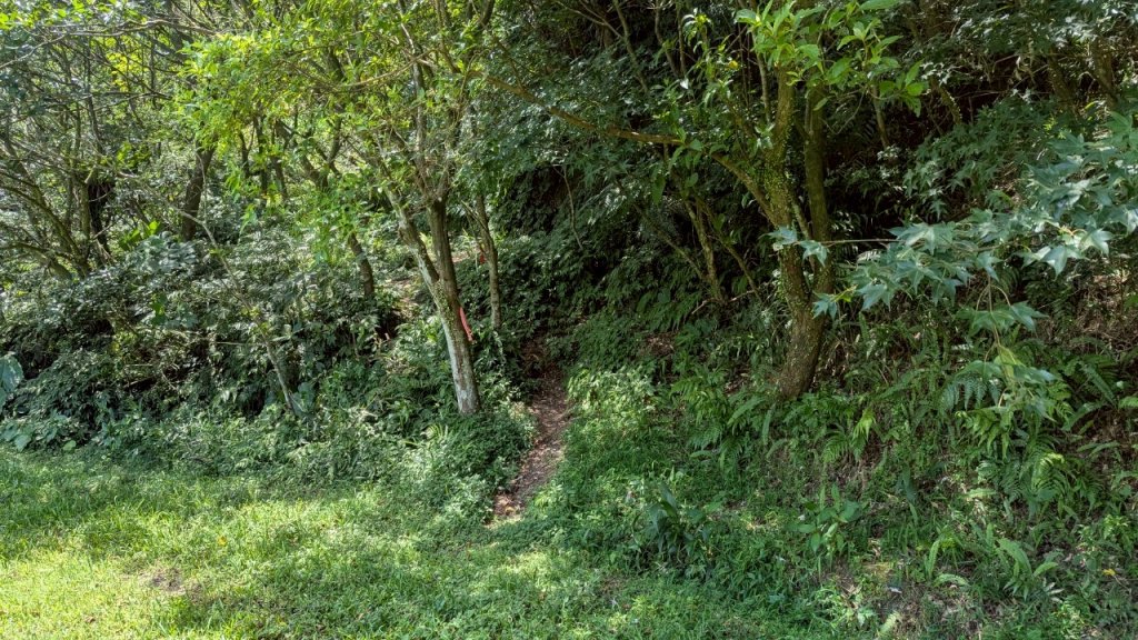 114.06.28內平林山-番子坑山-平湖森林遊樂區之O型_2824214