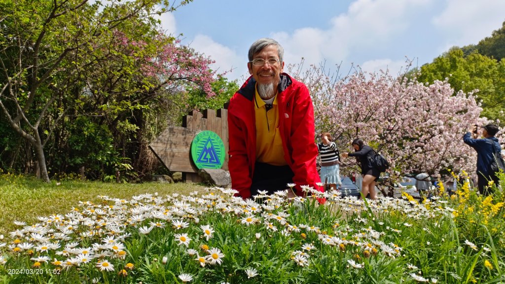陽明山上墨染櫻大爆發_2457640