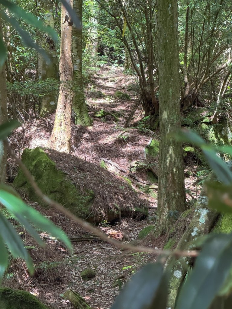 鹿屈山-杉林溪賞花趣_2816468