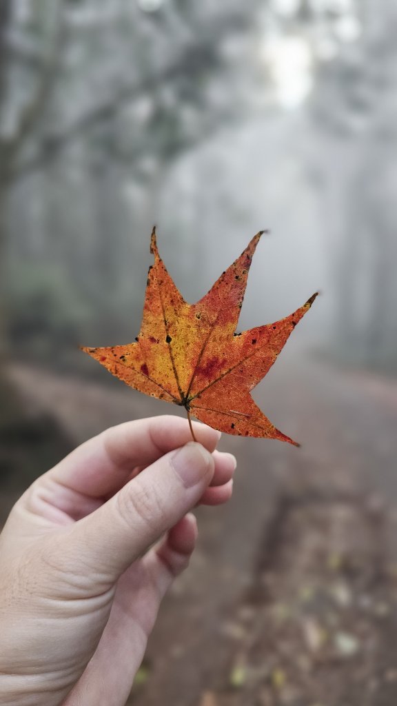 【馬年走馬山，馬到就成功！】🐴馬年馬路要走，馬那邦🏔️也要登！O繞11K，爬升900M，🥾腿在_2977178