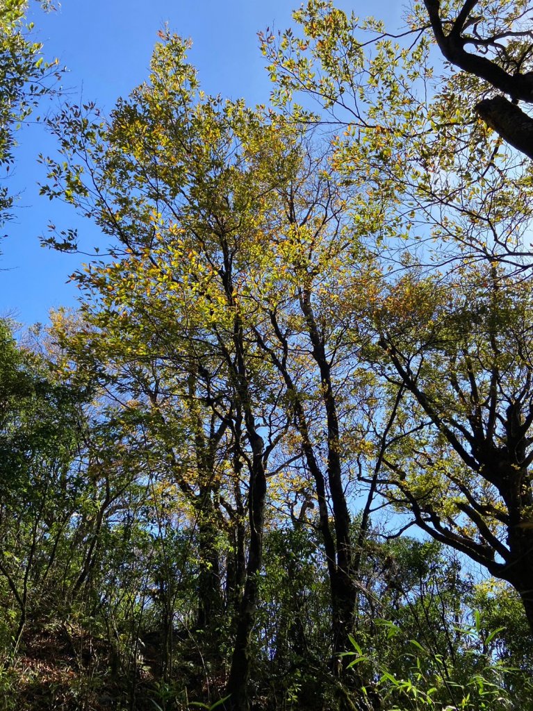 2023.11.18山毛櫸追追追~逐鹿卡保樂佩_2354881