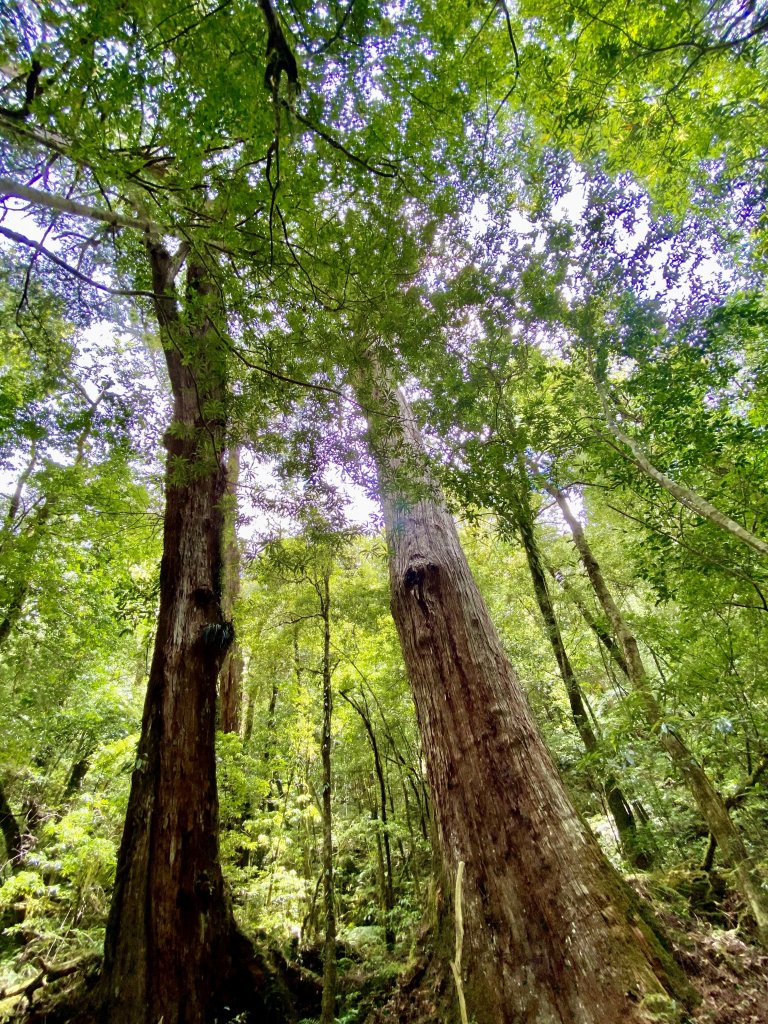 巨木饗宴～三刷雪白山    2021/4/24-25_1363513