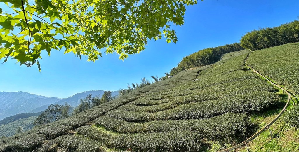 溪頭六連峰O繞_2741708