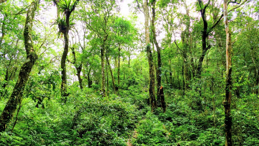 拔刀爾山_2889280