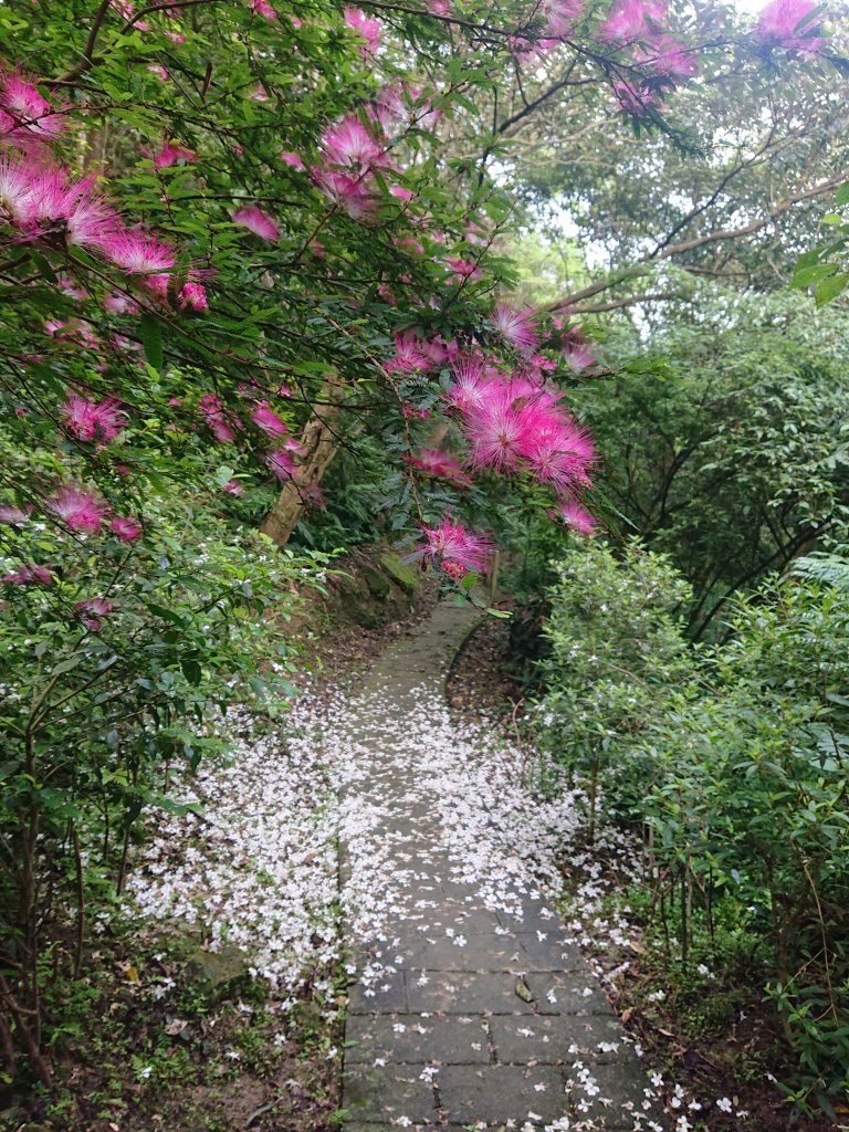 火焰山之桐花大爆發_2483354