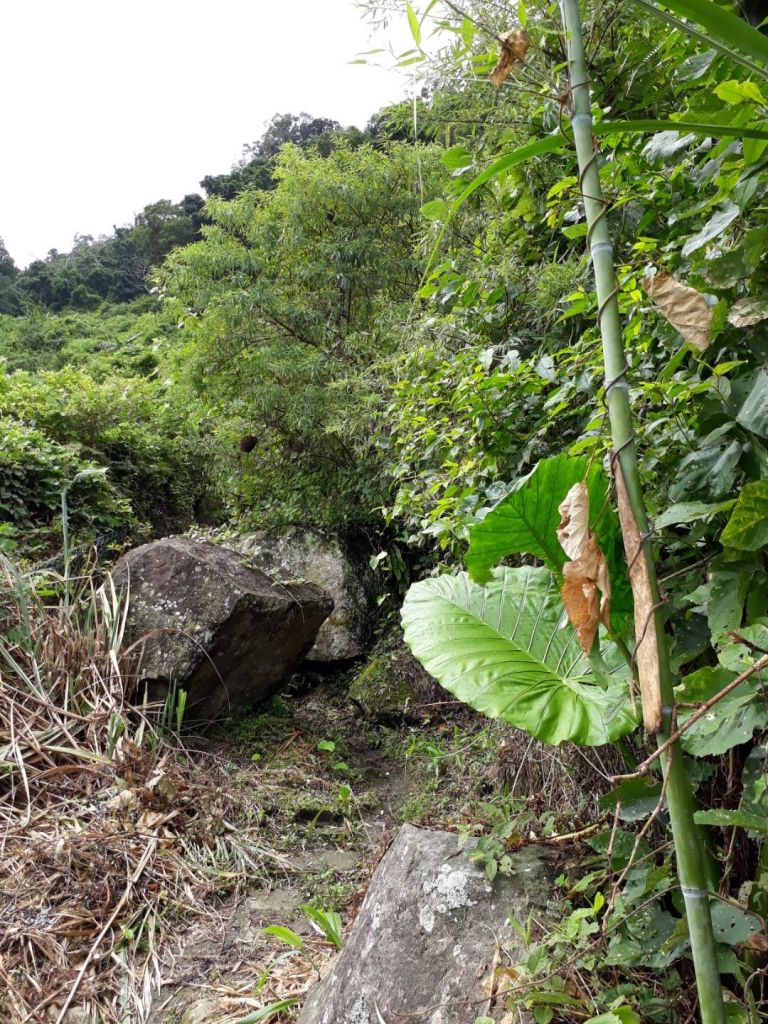 苗栗馬那邦山（珠湖線）20180630_359783