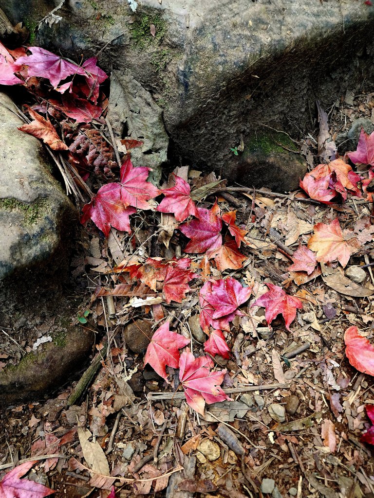 小百岳集起來-馬那邦山_2181245