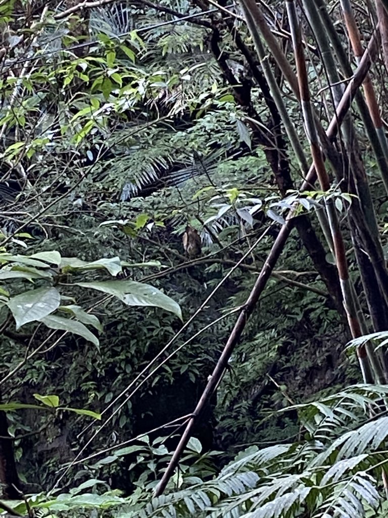 皇帝殿登山步道_1170449