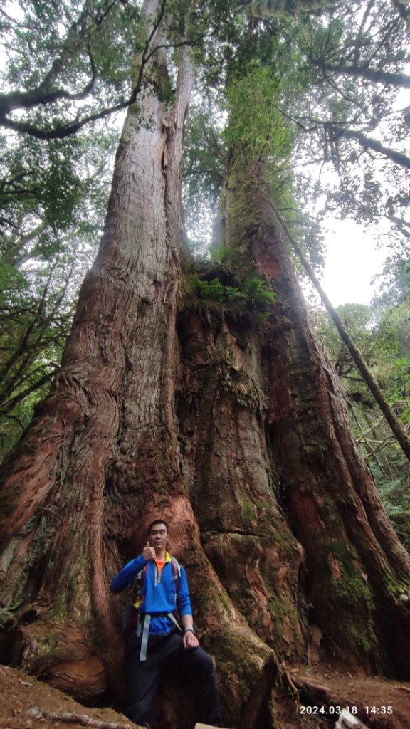 眠月神木、郡大神木群_2457289