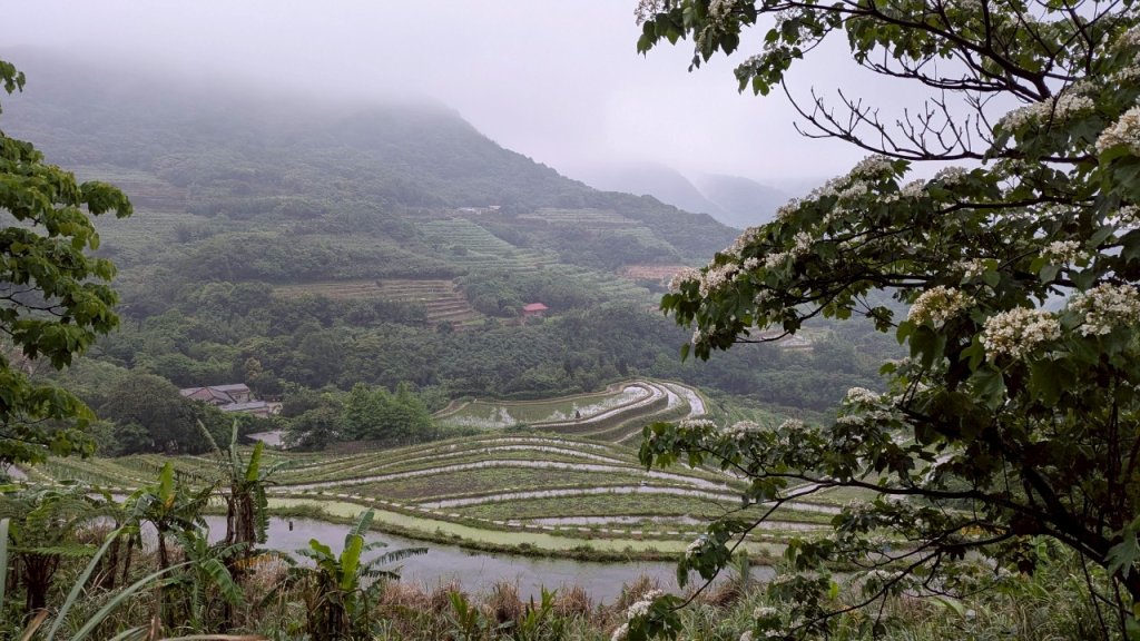114.05.04三芝桐花步道-百年田梯步道-大鵬足湯公園_2779941