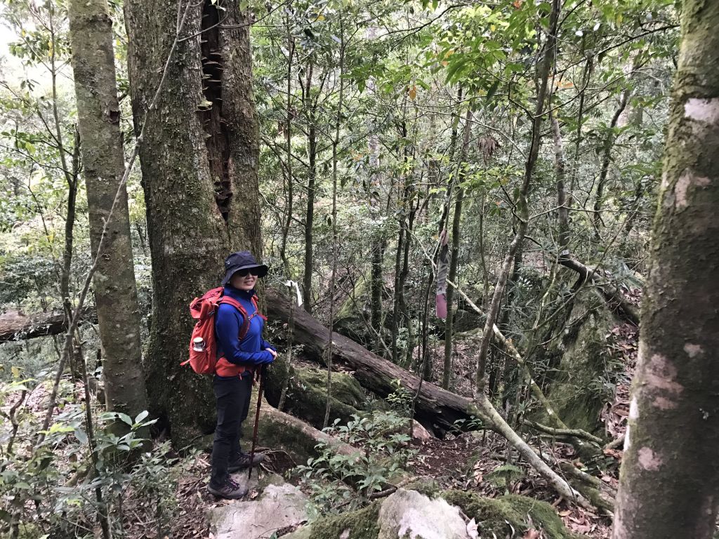 登橫嶺山環走自然步道_118242