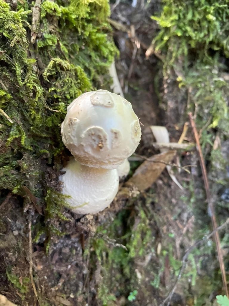 山野中的小精靈🧚‍♂️_1904334