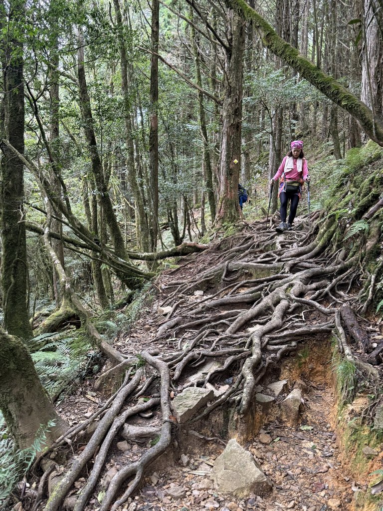 回程下雨的 松鶴上 八仙山 20251025_2925751