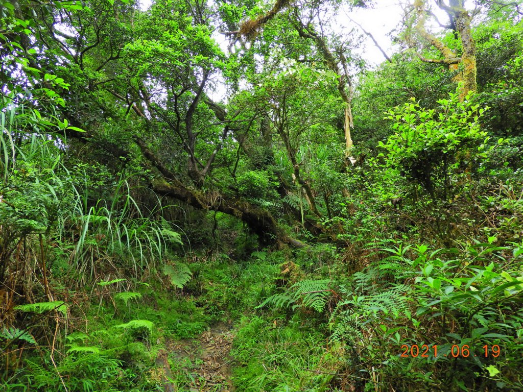 宜蘭 南澳 安平坑林道 - 蘭崁山_1417340