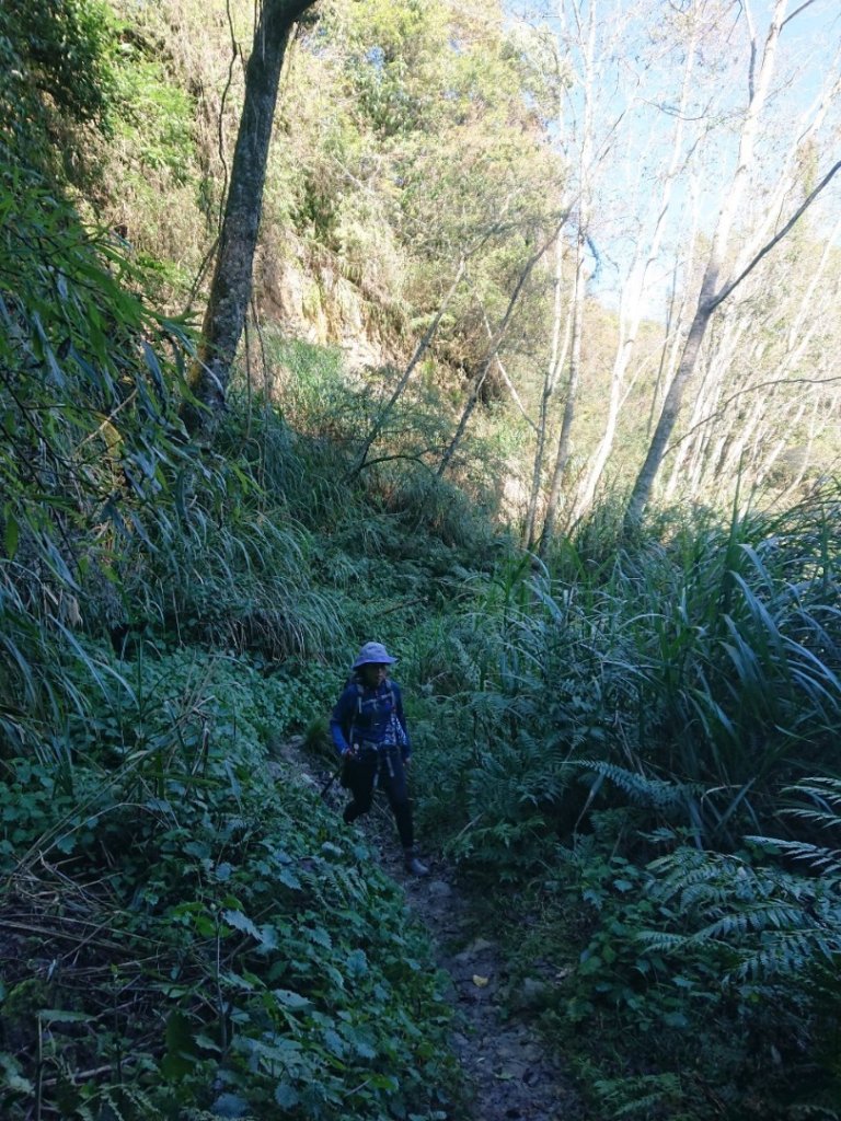 水漾森林、鹿屈山O走_2461734