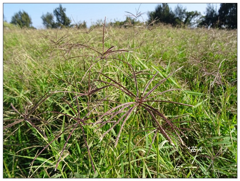  大甲/鐵砧山(小百岳)_819497